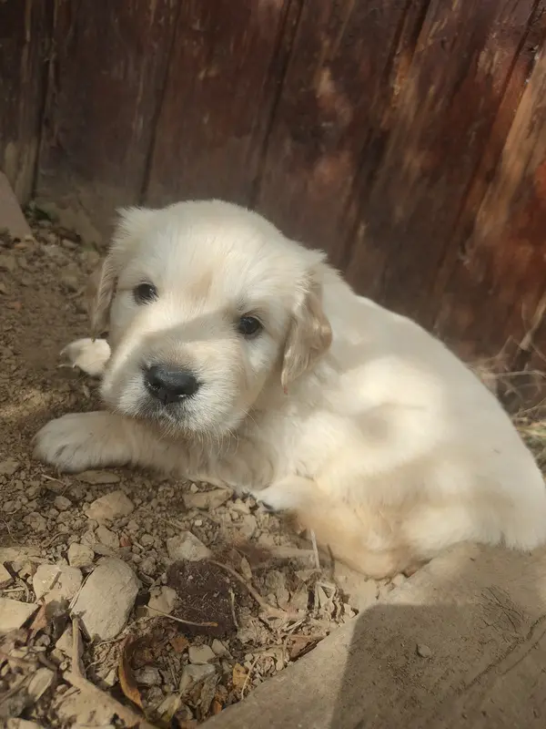 Portée de Golden retriever, élevage Des Blancs Moutons