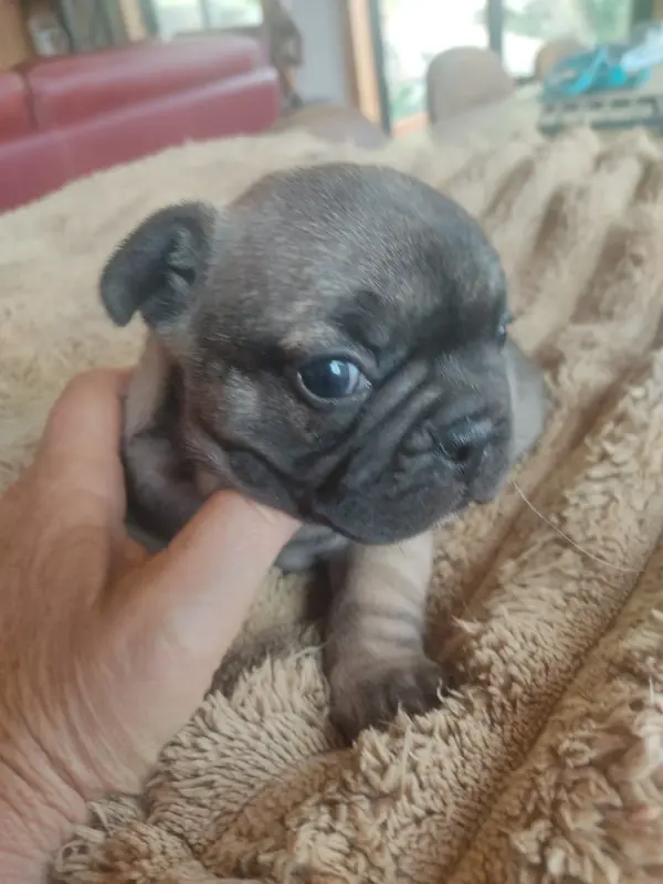 Portée de Bouledogue français, élevage Des Blancs Moutons