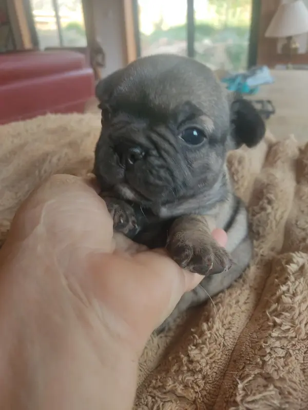 Chiot, Bouledogue français, élevage Des Blancs Moutons