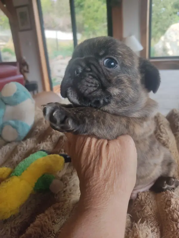 Portée de Bouledogue français, élevage Des Blancs Moutons