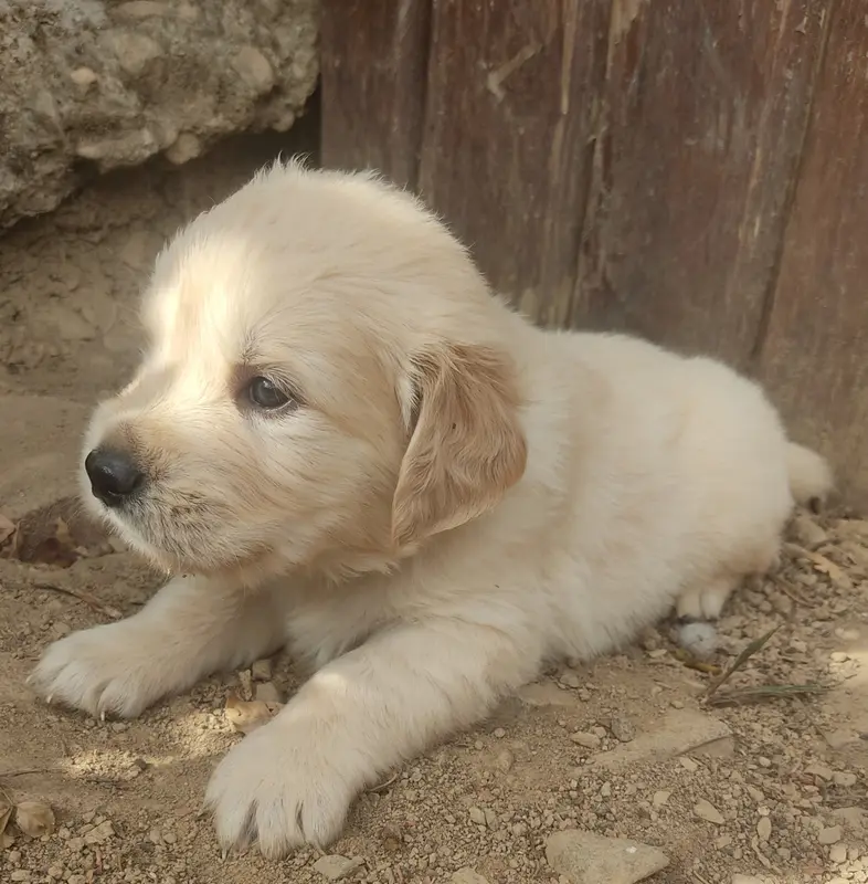 Portée de Golden retriever, élevage Des Blancs Moutons