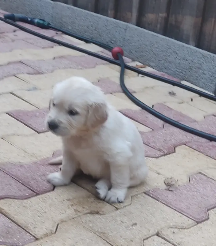 Chiot COLLIER BLEU CIELN°1, Golden retriever, élevage Des Blancs Moutons
