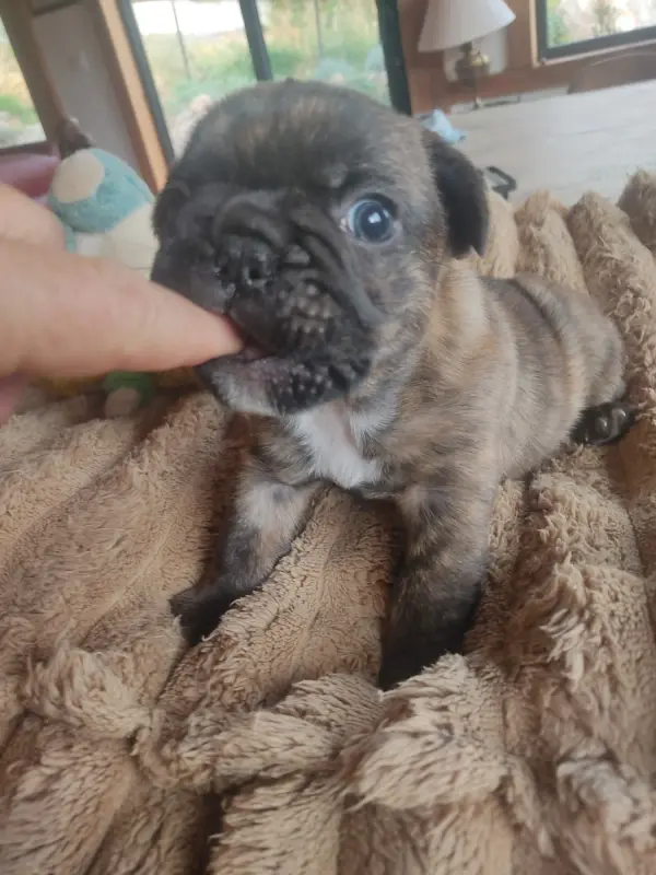 Chiot, Bouledogue français, élevage Des Blancs Moutons