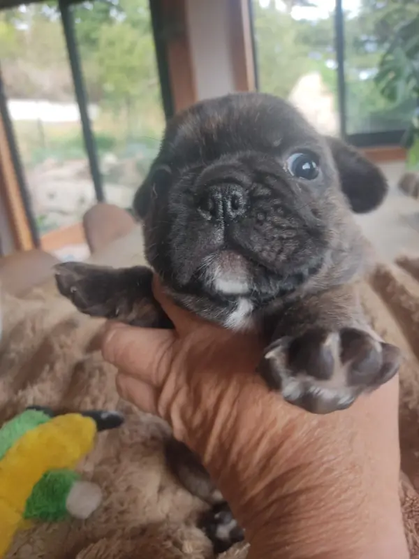 Portée de Bouledogue français, élevage Des Blancs Moutons