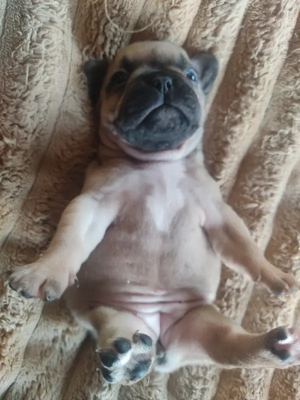 Portée de Bouledogue français, élevage Des Blancs Moutons