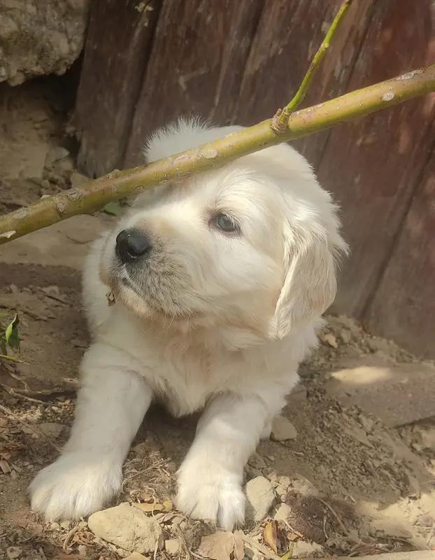 Collier Bleu, Golden retriever, élevage Des Blancs Moutons