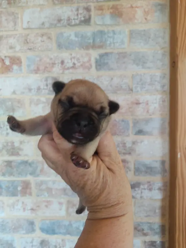 Portée de Bouledogue français, élevage Des Blancs Moutons