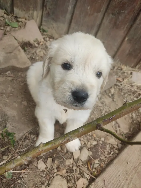 Portée de Golden retriever, élevage Des Blancs Moutons