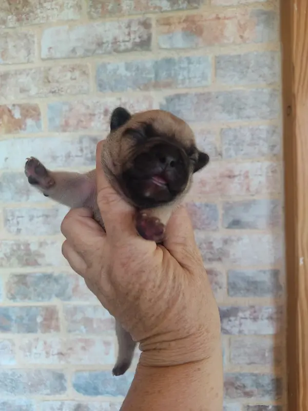 Portée de Bouledogue français, élevage Des Blancs Moutons