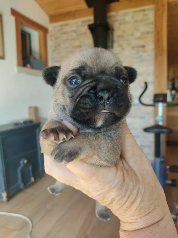 Portée de Bouledogue français, élevage Des Blancs Moutons