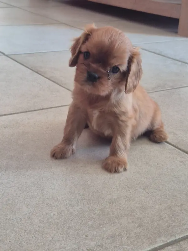 Portée de Cavalier King Charles, élevage Des Tresors d'Amethyste