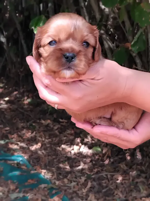 Portée de Cavalier King Charles, élevage Du Chemin de Mathenou