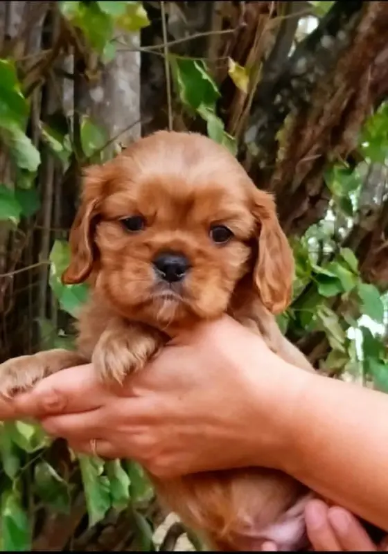 Chiot, Cavalier King Charles, élevage Du Chemin de Mathenou