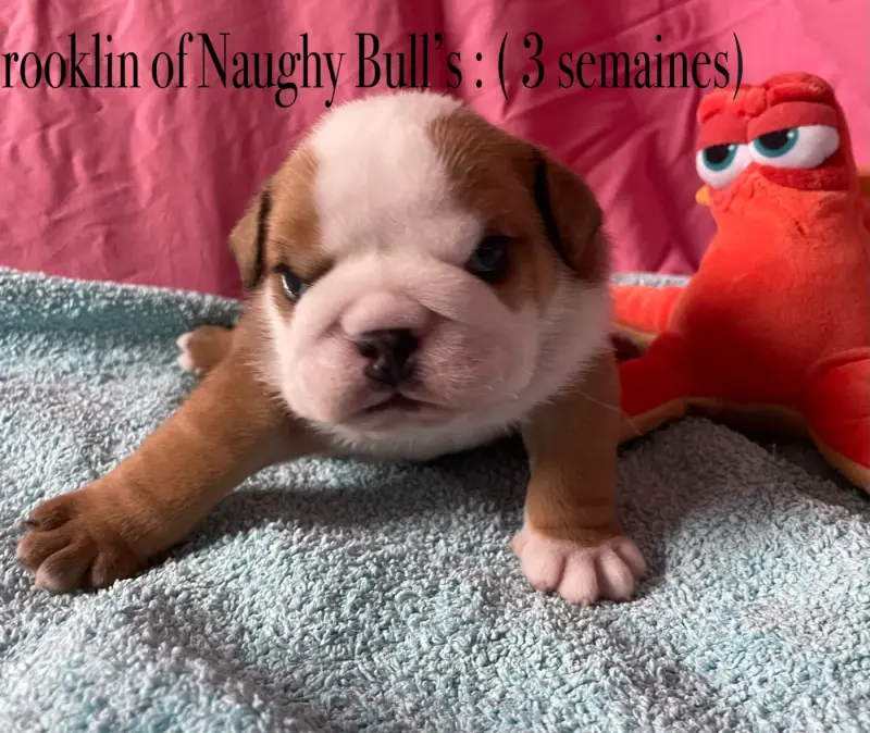 Photo de l'élevage Of Naughty Bull's