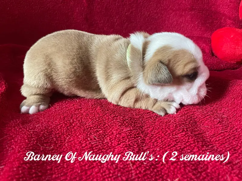 Photo de l'élevage Of Naughty Bull's