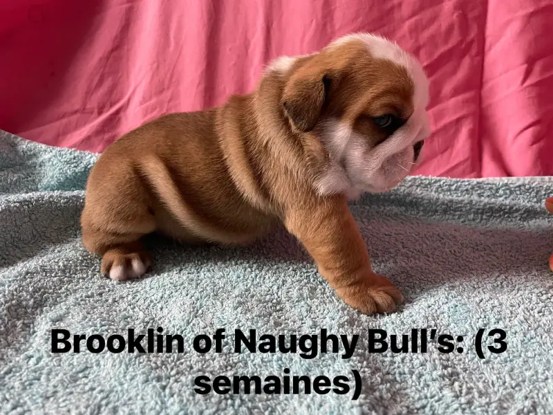Photo de l'élevage Of Naughty Bull's