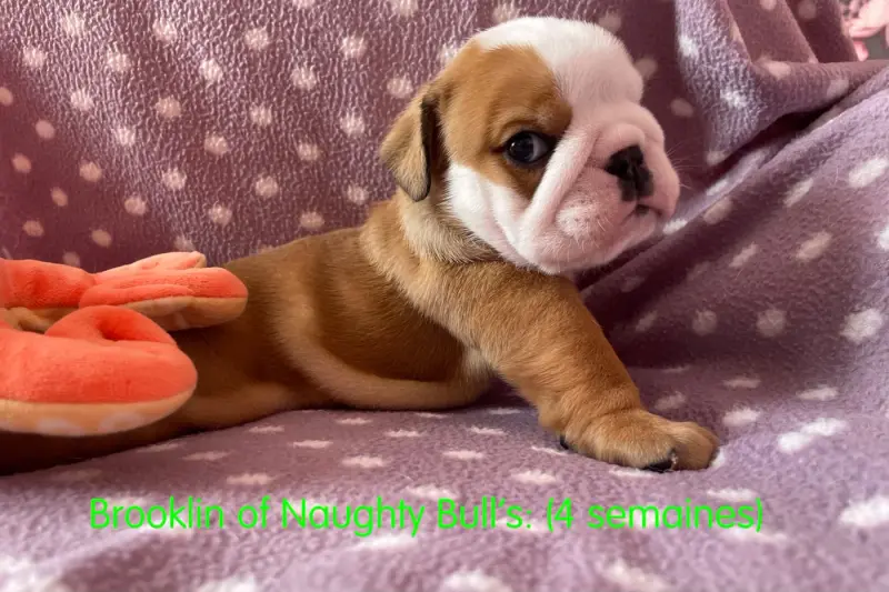 Portée de Bulldog anglais, élevage Of Naughty Bull's