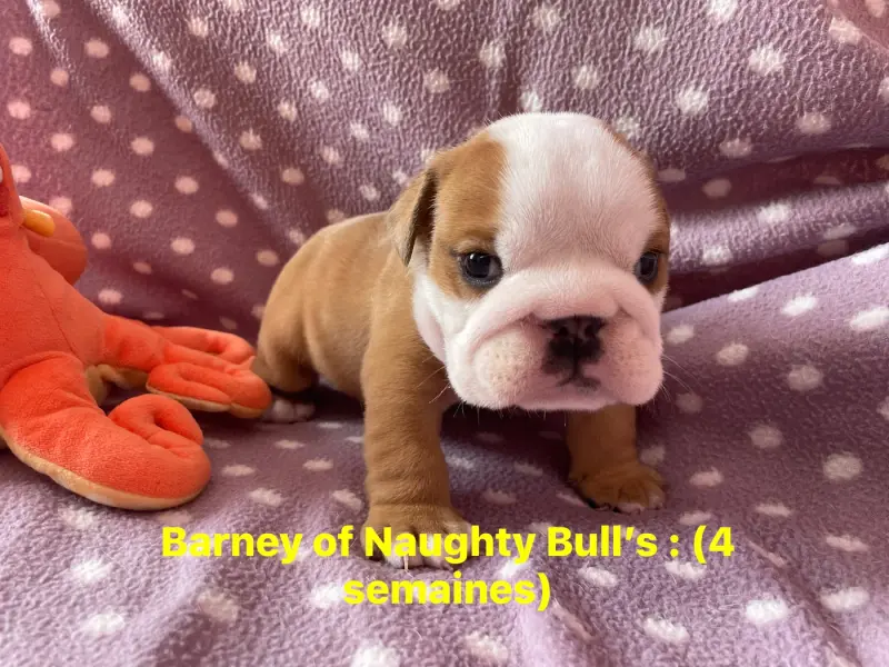 Portée de Bulldog anglais, élevage Of Naughty Bull's
