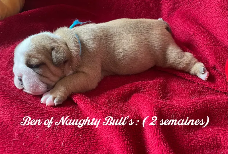 Photo de l'élevage Of Naughty Bull's