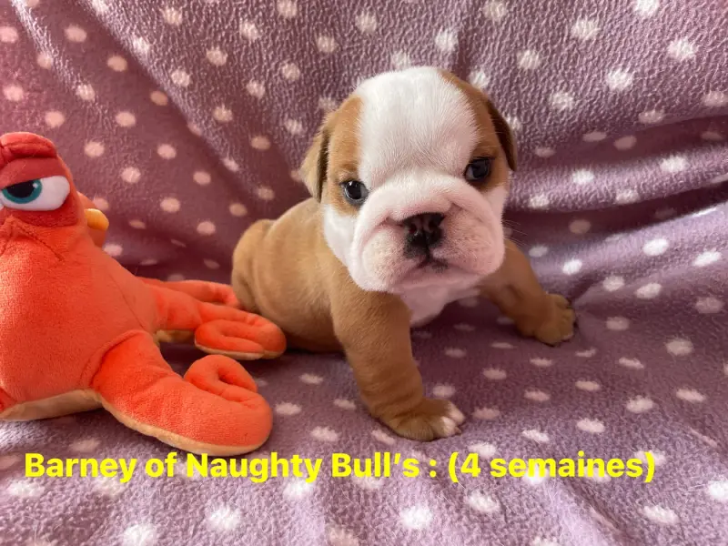 Portée de Bulldog anglais, élevage Of Naughty Bull's