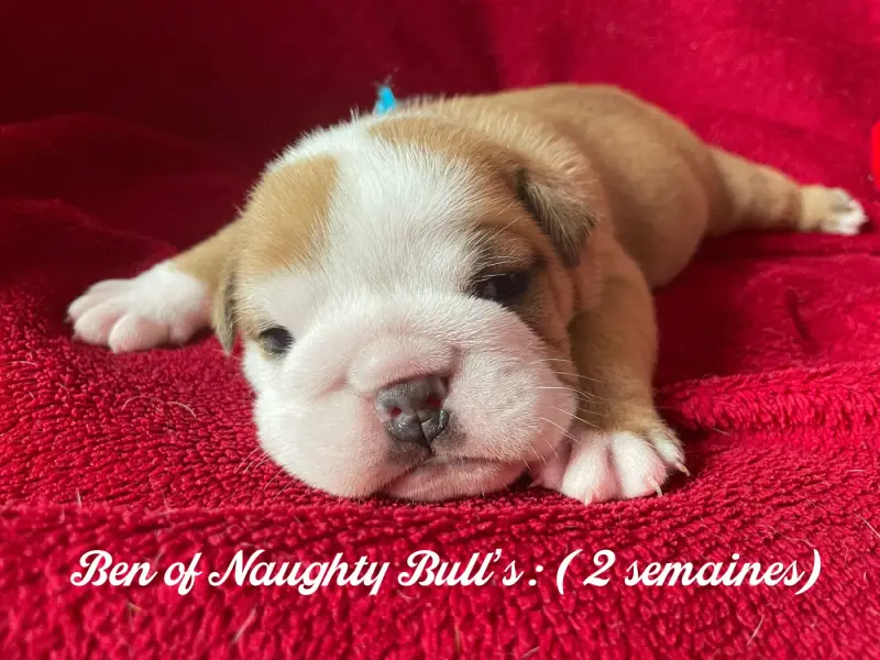 Photo de l'élevage Of Naughty Bull's