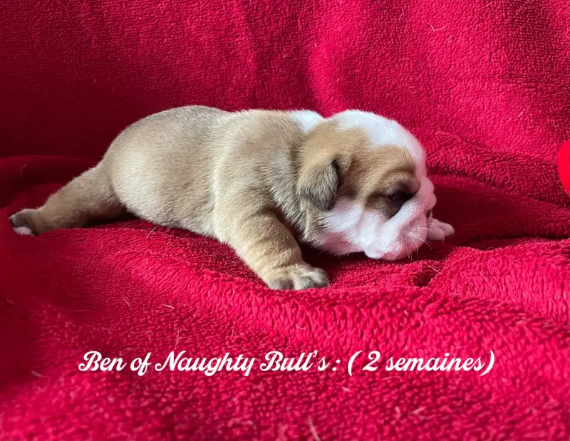 Photo de l'élevage Of Naughty Bull's