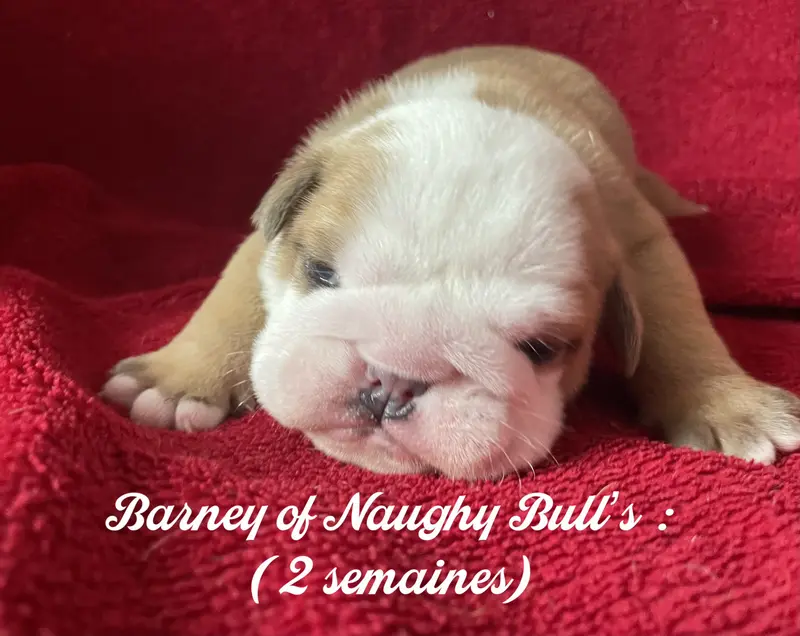 Barney, Bulldog anglais, élevage Of Naughty Bull's