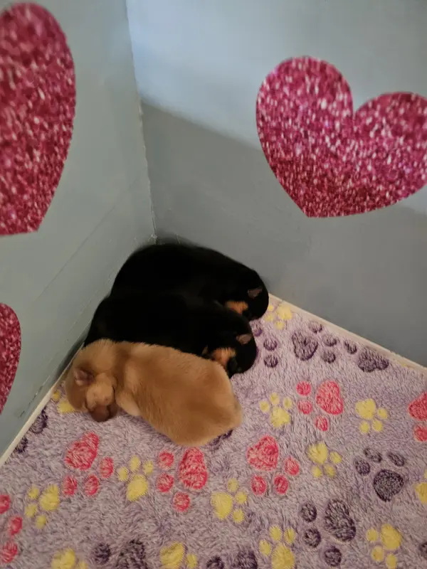 Portée de Spitz allemand, élevage Du Moulin des Wheatens