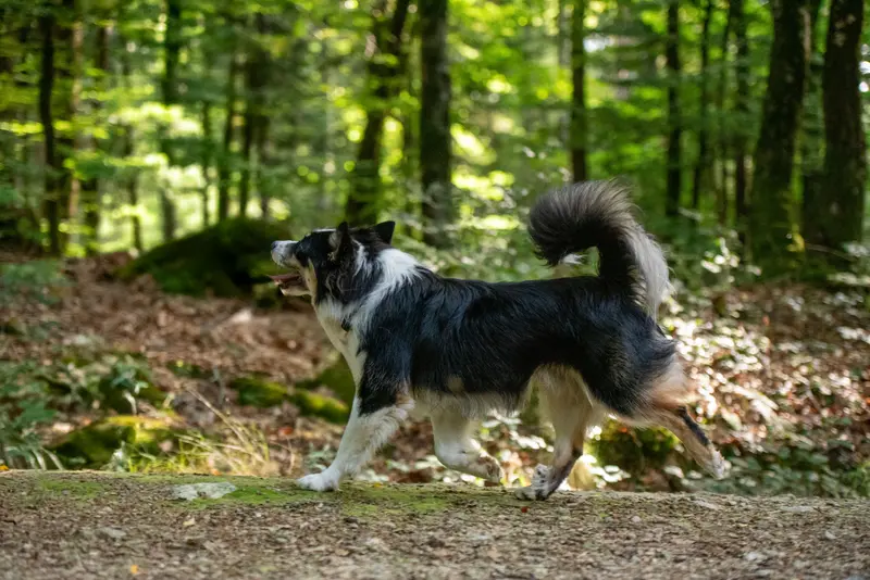 Père de la portée de Chien de berger islandais, élevage Ars Viking