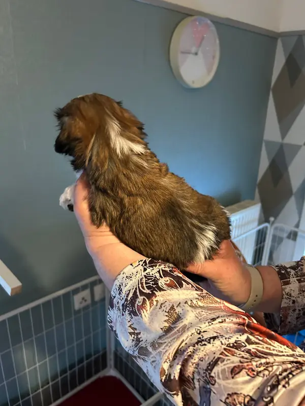 Portée de Shih tzu, élevage Du Domaine des Chiens du Bonheur