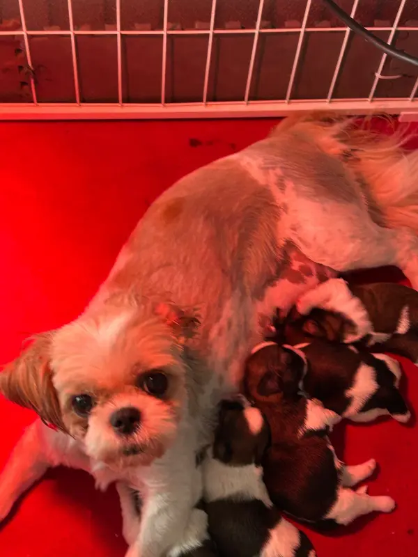 Portée de Shih tzu, élevage Du Domaine des Chiens du Bonheur