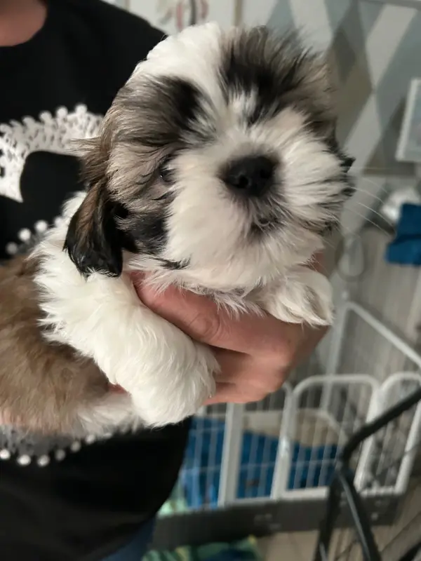 Portée de Shih tzu, élevage Du Domaine des Chiens du Bonheur
