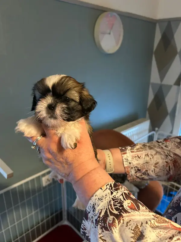 Chiot, Shih tzu, élevage Du Domaine des Chiens du Bonheur