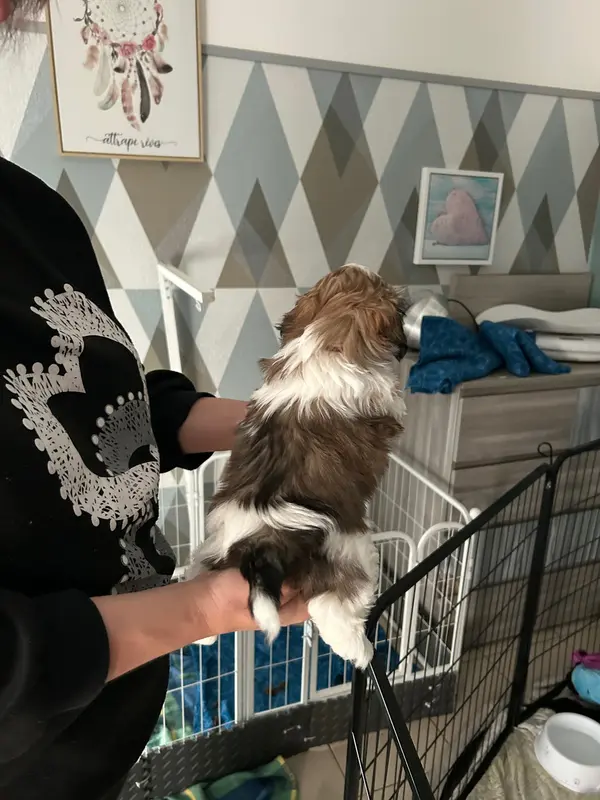 Portée de Shih tzu, élevage Du Domaine des Chiens du Bonheur