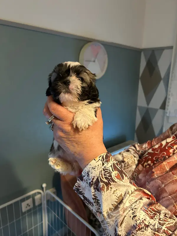 Chiot, Shih tzu, élevage Du Domaine des Chiens du Bonheur