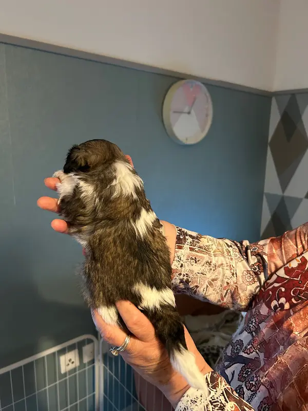 Portée de Shih tzu, élevage Du Domaine des Chiens du Bonheur