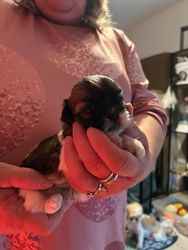 Portée de Shih tzu, élevage Du Domaine des Chiens du Bonheur