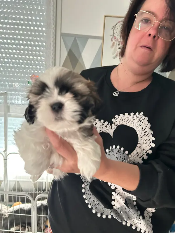 CHIOT collier marron, Shih tzu, élevage Du Domaine des Chiens du Bonheur