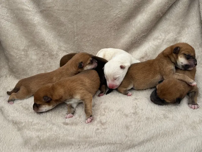 Photo de l'élevage Du Crepuscule des Petits Anges