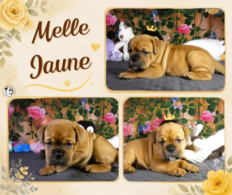 Mlle jaune, Bulldog continental, élevage De la Croix de Saint Benoit