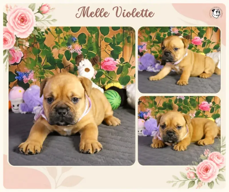 Mlle Violette, Bulldog continental, élevage De la Croix de Saint Benoit