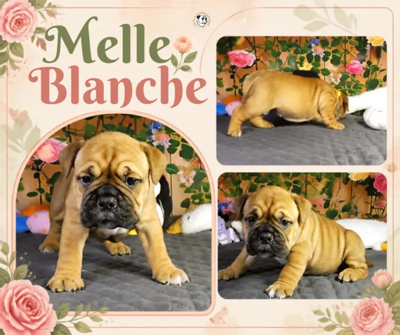 Mlle Blanche, Bulldog continental, élevage De la Croix de Saint Benoit