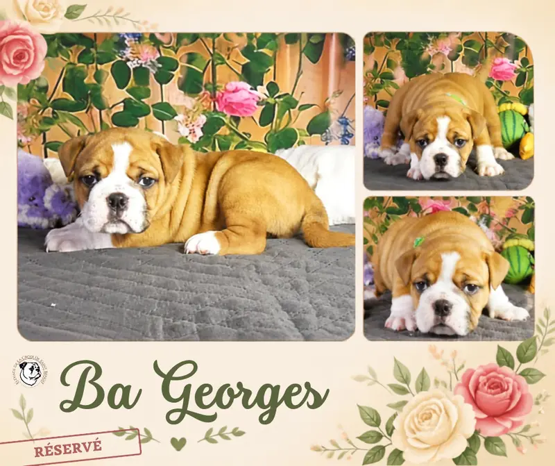 Ba Georges, Bulldog continental, élevage De la Croix de Saint Benoit