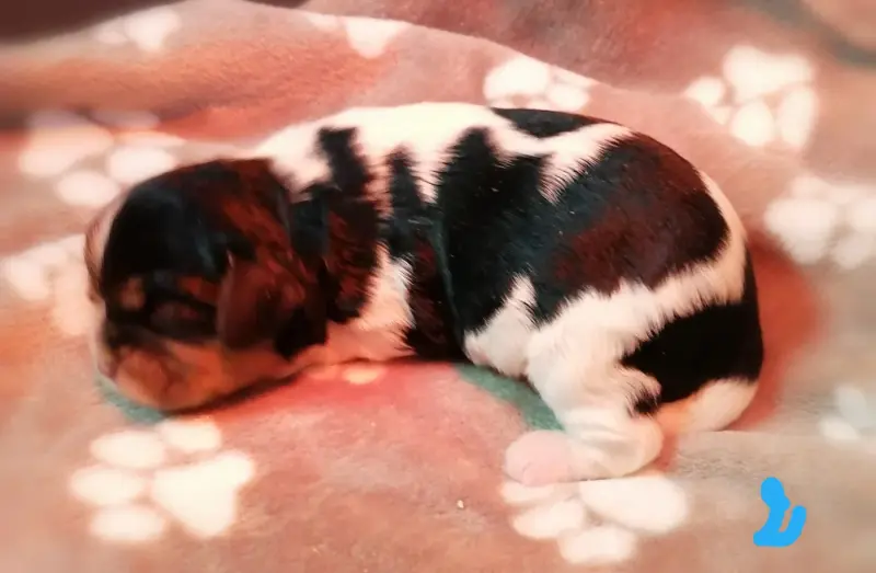 Chiot, Cavalier King Charles, élevage D'Ez Mortes Terres