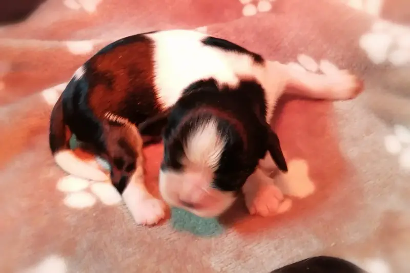 Chiot, Cavalier King Charles, élevage D'Ez Mortes Terres