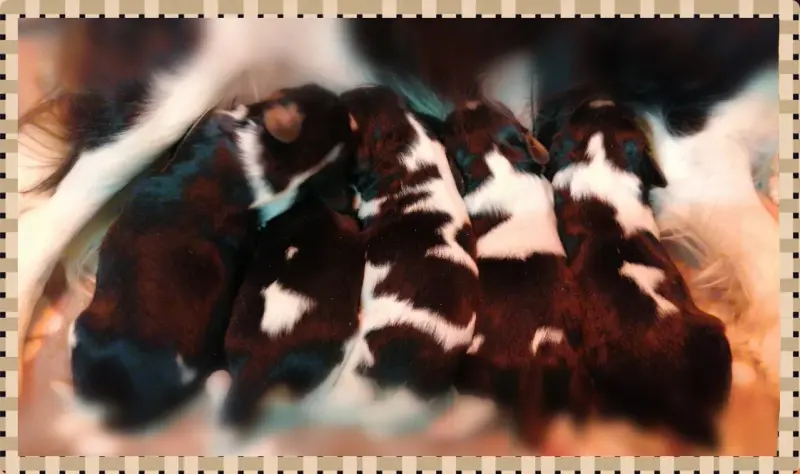 Chiot, Cavalier King Charles, élevage D'Ez Mortes Terres