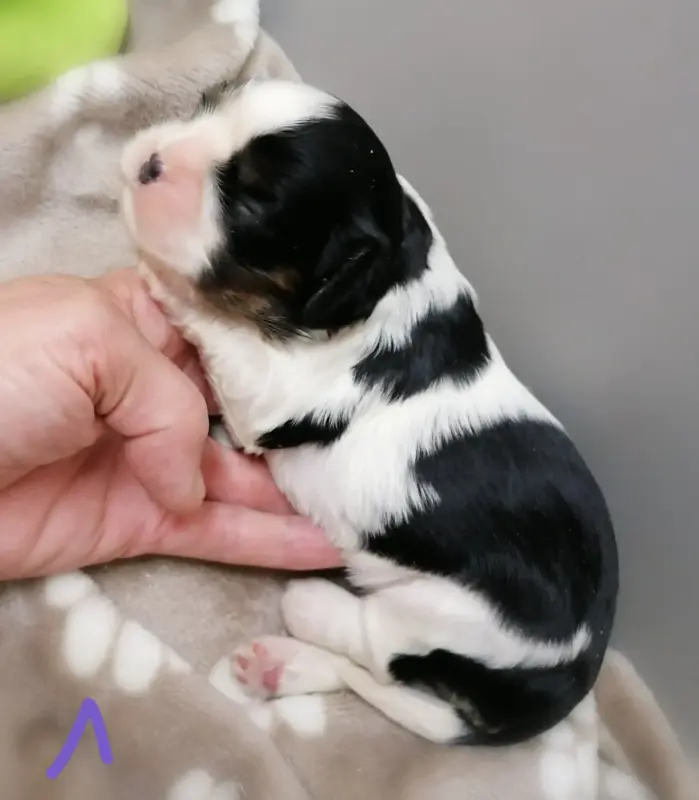 Portée de Cavalier King Charles, élevage D'Ez Mortes Terres