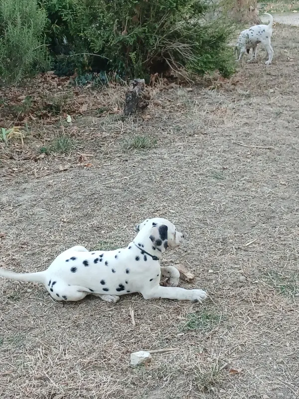 Portée de Dalmatien, élevage Du Lys du Presbytere