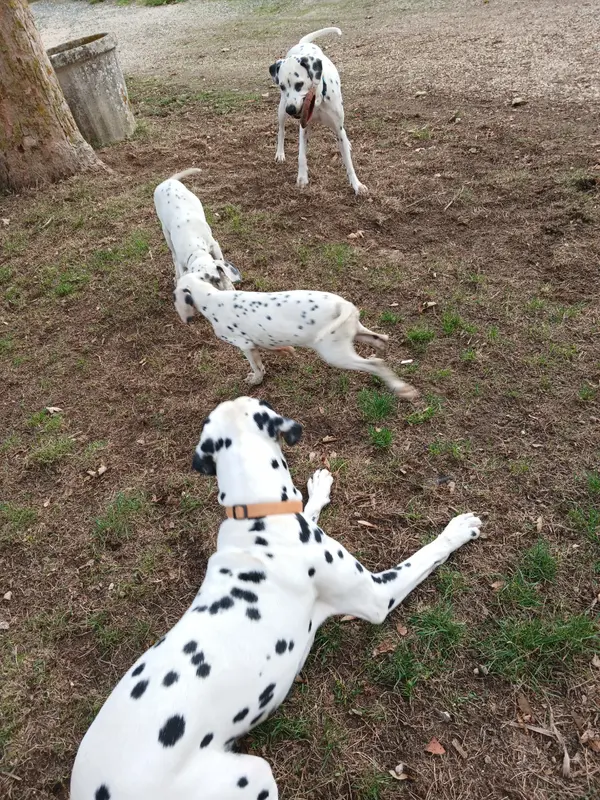 Portée de Dalmatien, élevage Du Lys du Presbytere