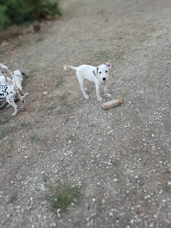 Barry (collier jaune), Dalmatien, élevage Du Lys du Presbytere